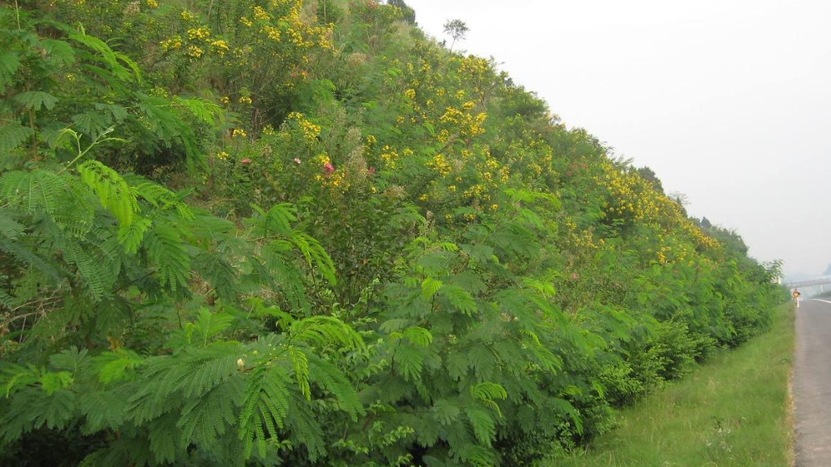 華北地區邊坡綠化植物該如何選擇？