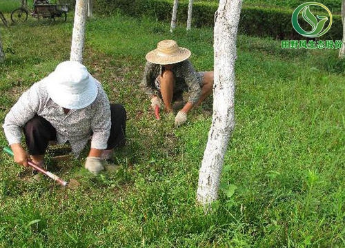 綠化養護,植物養護