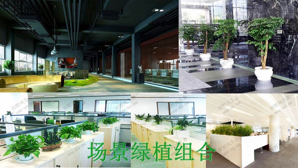 廣州市創佳建筑模型公司綠植展示